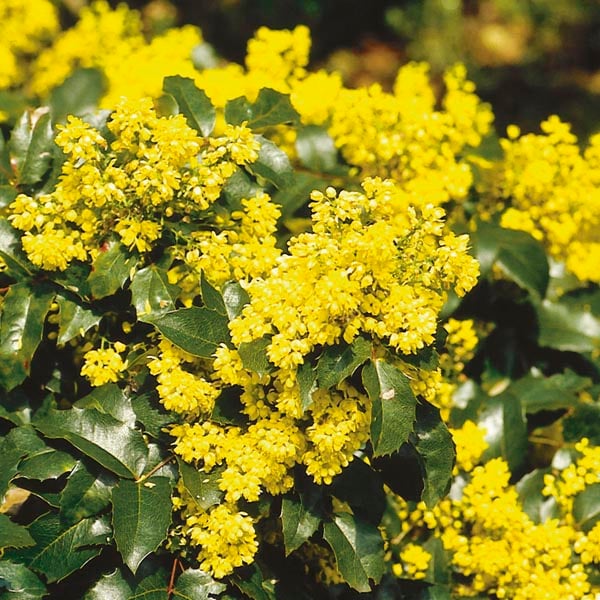 Oregon Holly Grape