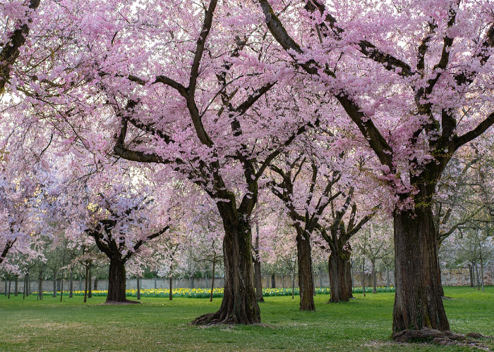 Oriental Cherry