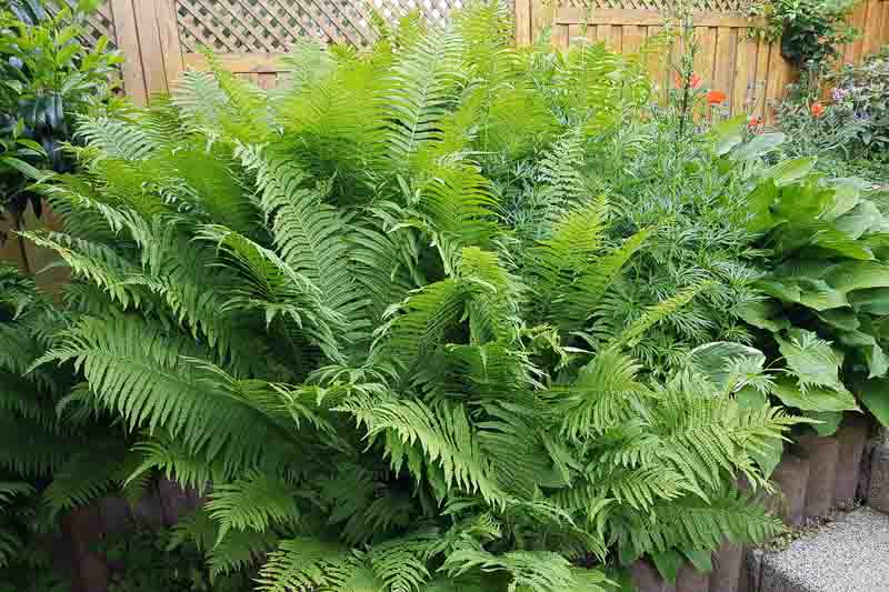 Ostrich Fern (Matteuccia Struthiopteris)