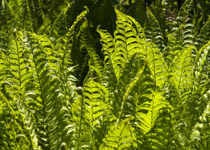 Ostrich Fern