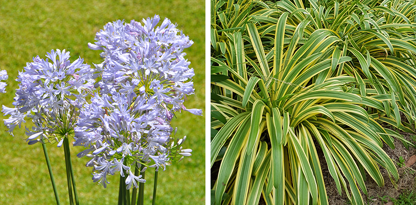 Other Caring Tips for Agapanthus