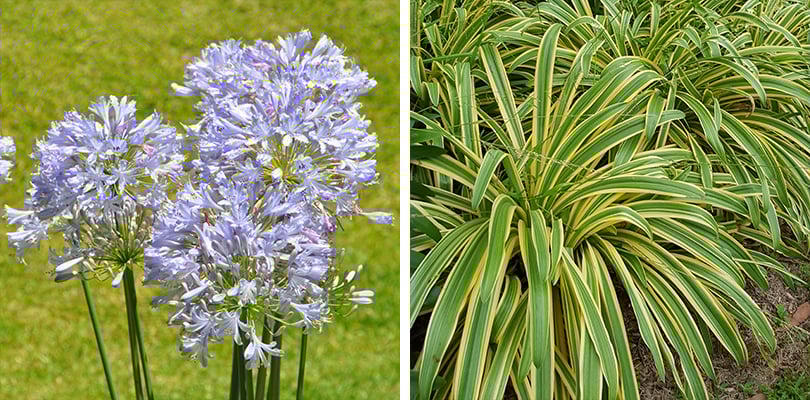 Other Caring Tips for Agapanthus
