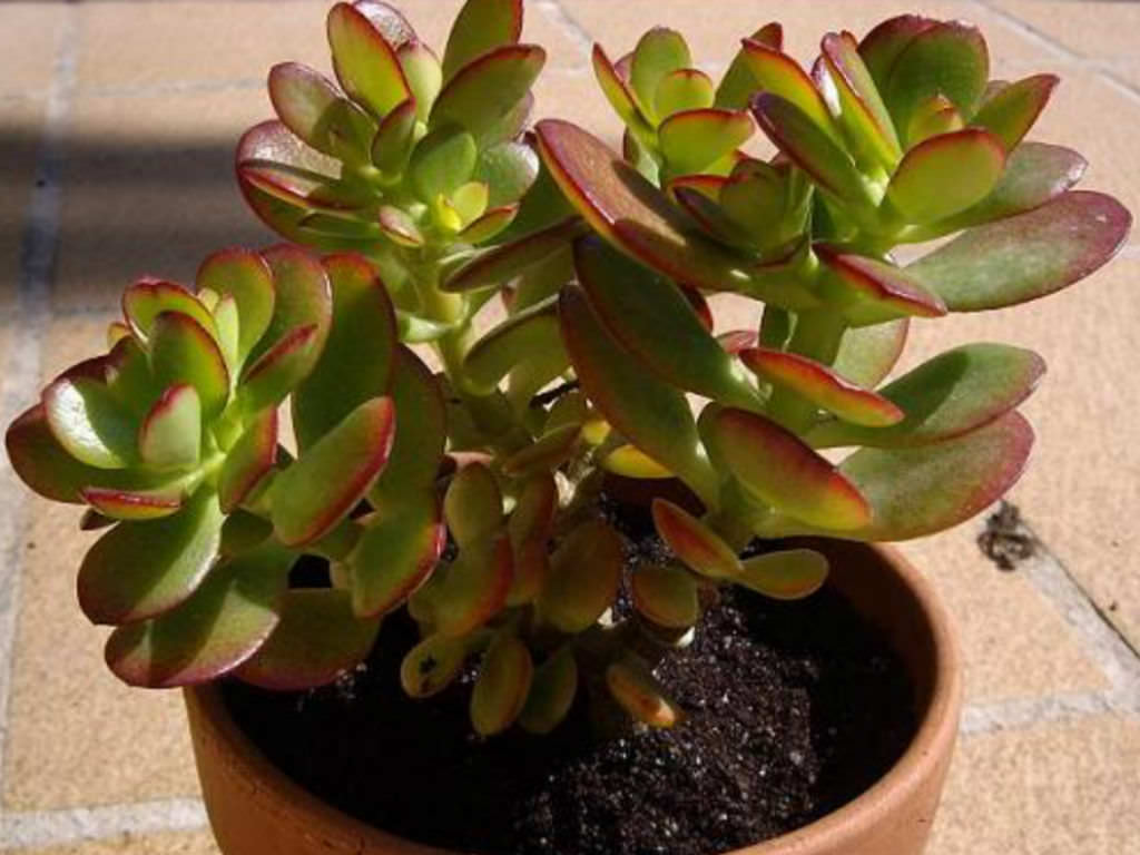 Other Important Tips to Care for Crassula Ovata Plants