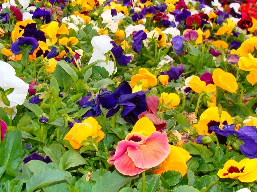 Other Plants with Pansies.jpg