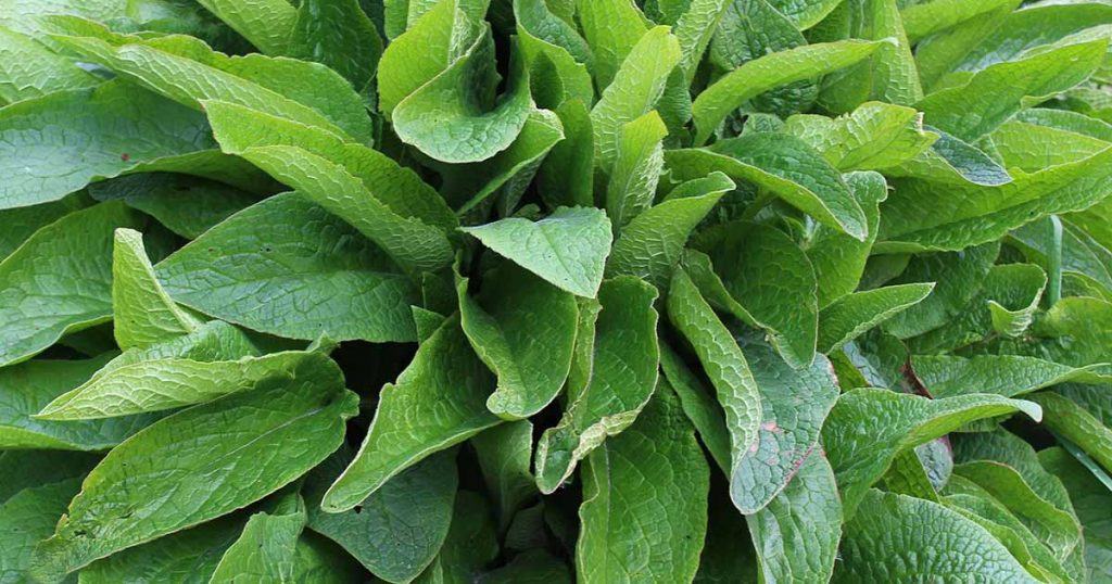 Overview of Comfrey Tea Plant