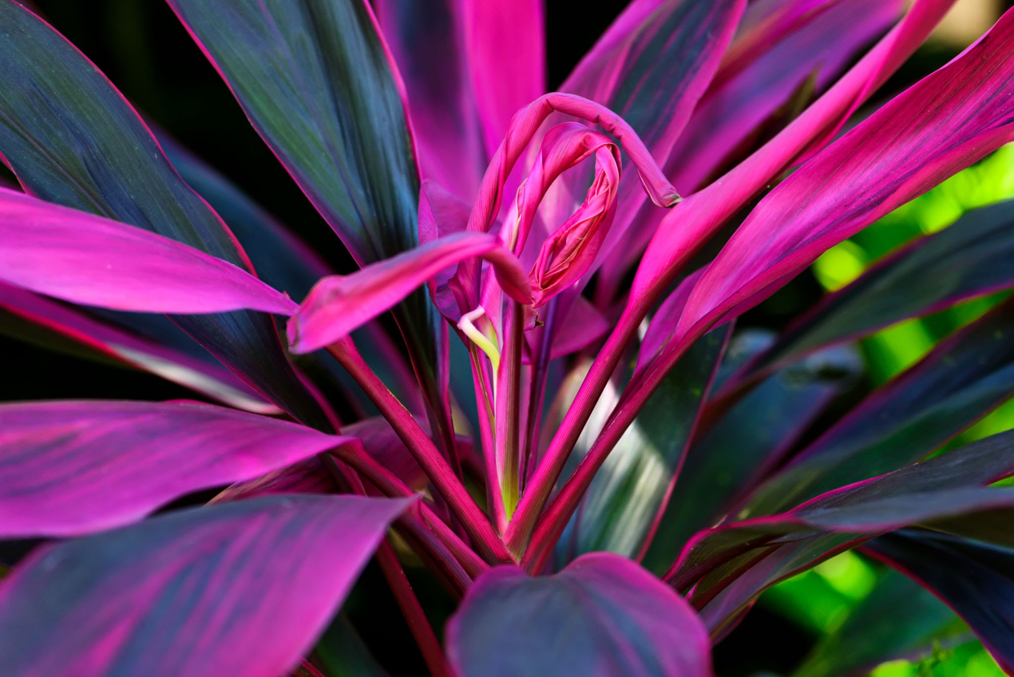Overview of Cordylines