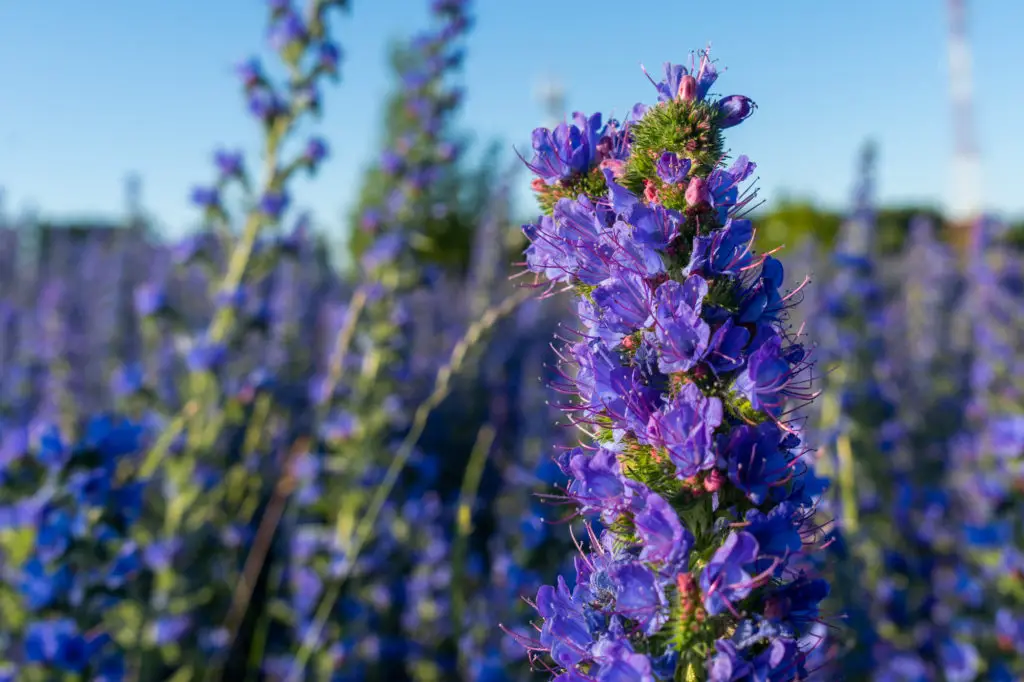 Overview of Echium 'Bugloss'