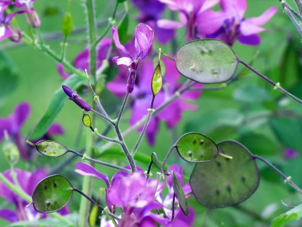 Overview of The Honesty Plant