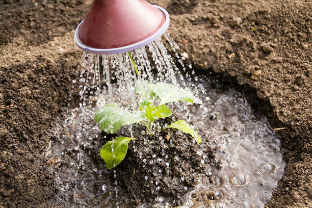 Overwatering or Clogged Soil