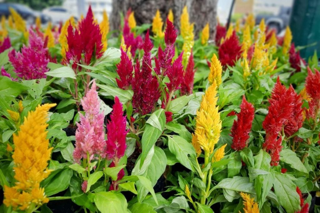 Overwintering Celosia