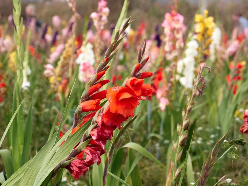 Overwintering Corms Ensuring Healthy Blooms