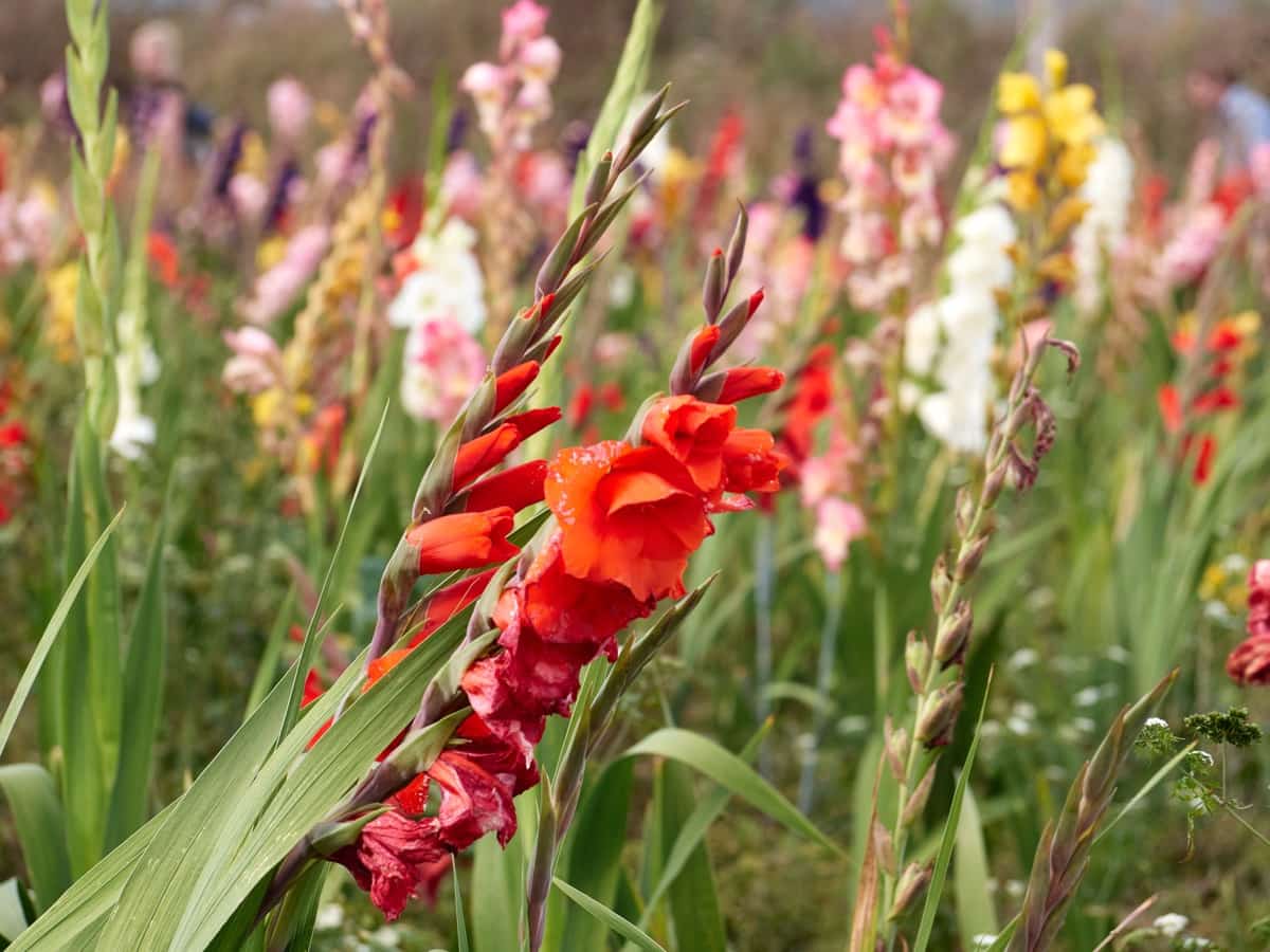The Ultimate Guide to Overwintering Gladiolus Corms TheArches