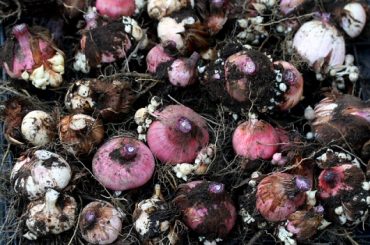 Overwintering Gladiolus Corms In 4 Steps
