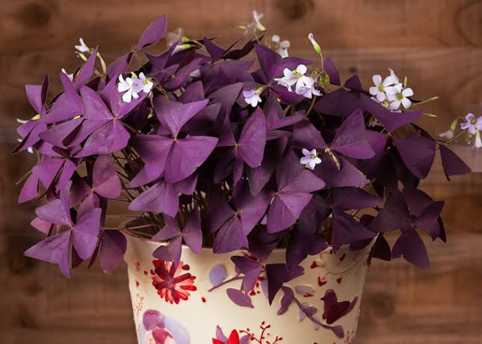 Oxalis triangularis