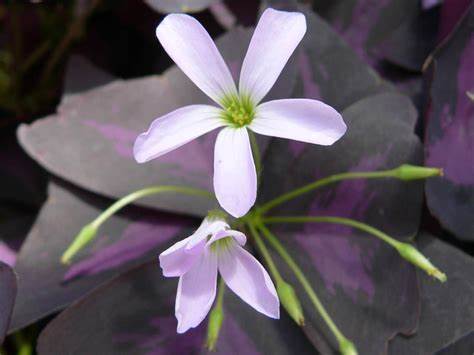 Oxalis