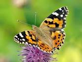 Painted Lady Thistle 