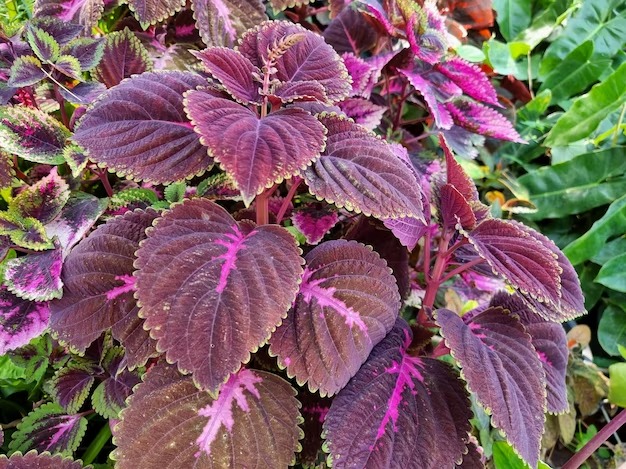 Painted Nettle