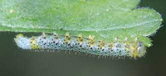 Pale Spotted Gooseberry Sawfly