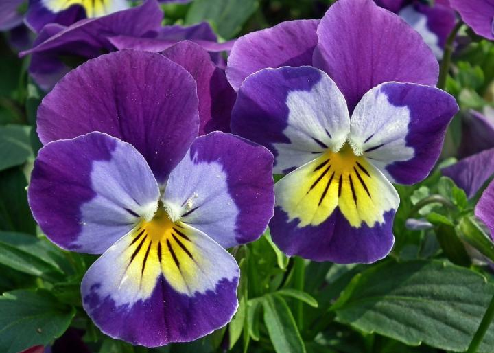 Pansies