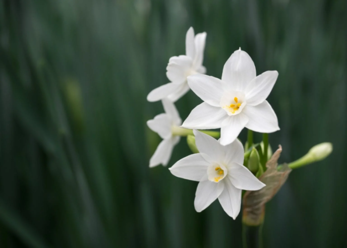 Paperwhites