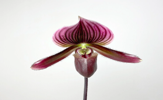 Paphiopedilum Black Jack (1)