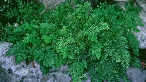 Parsley Fern (Cryptogramma Crispa)