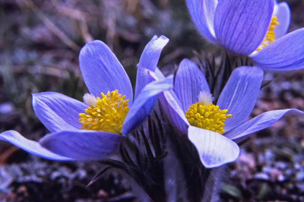 Pasque Flowers