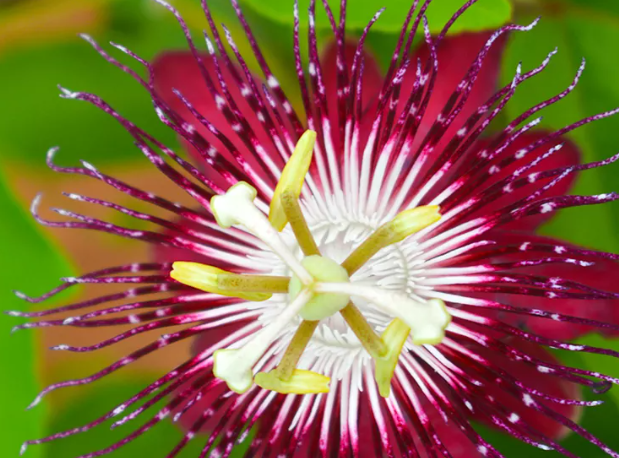 Passion Flower