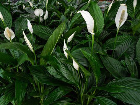 Peace Lily