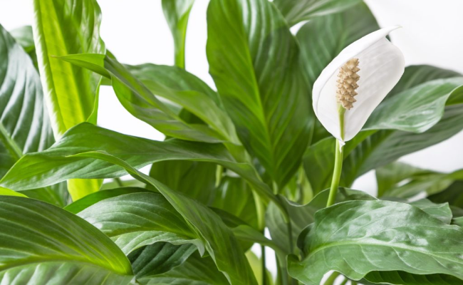 Peace Lily (1)
