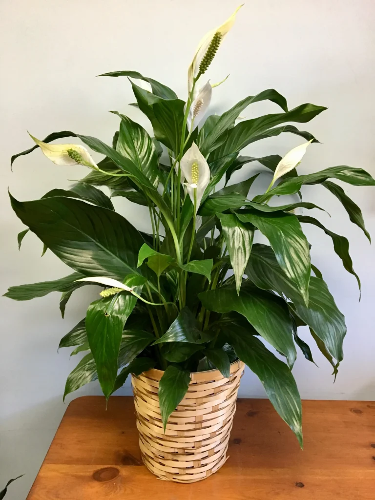 Peace Lily