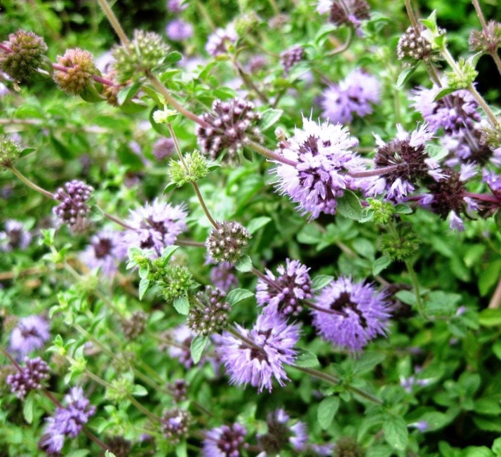 Pennyroyal 