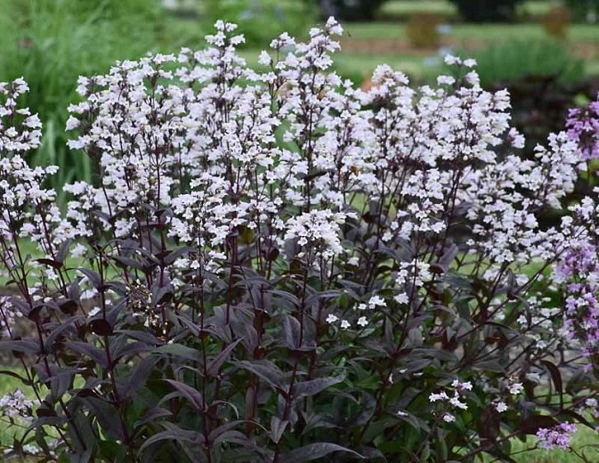 Penstemon ‘Onyx & Pearls