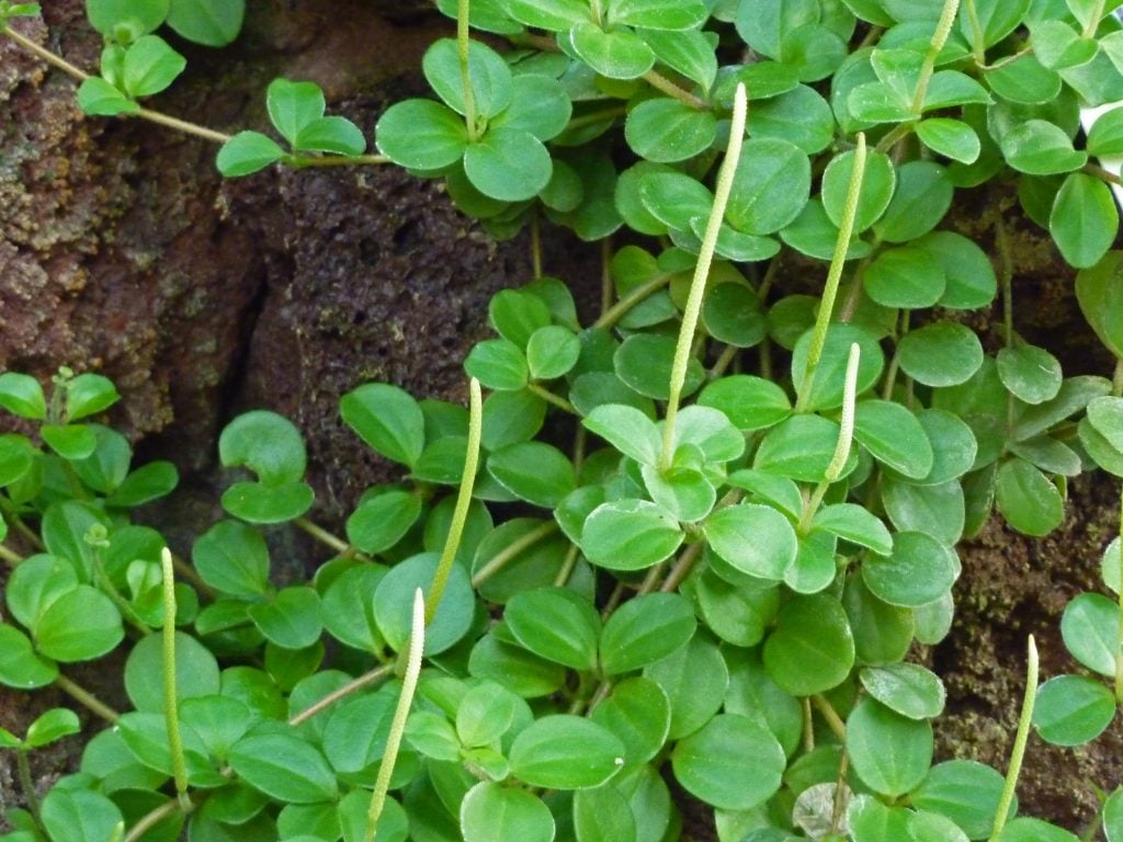 Peperomia