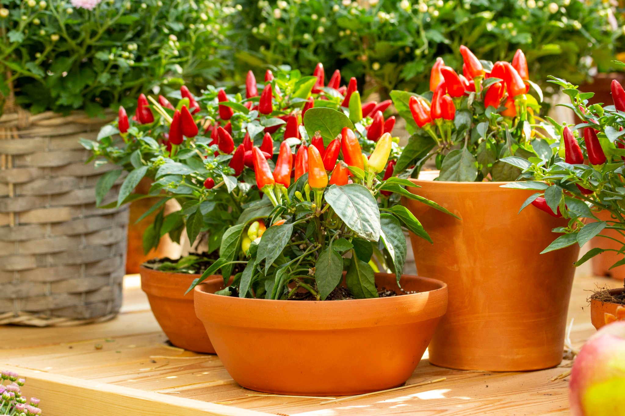 Peppers and Chilies