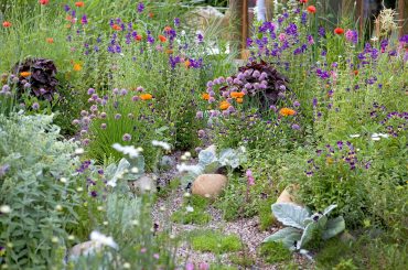 Perennial Plants For Growing In Pots
