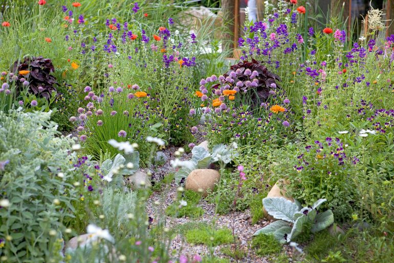 Perennial Plants For Growing In Pots