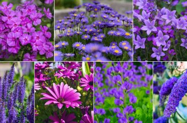 Perfect Purple Perennials