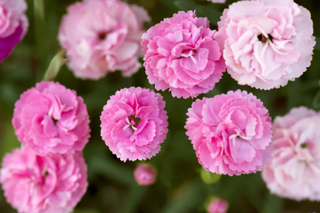 Perpetual Flowering Carnations