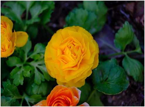 Persian Buttercup