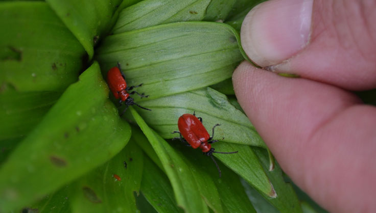 Pest Control for Asiatic Lilies