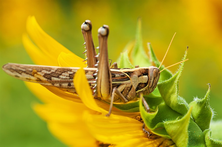 Pests and Diseases