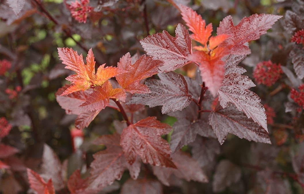 Petite Wine-Colored Ninebark