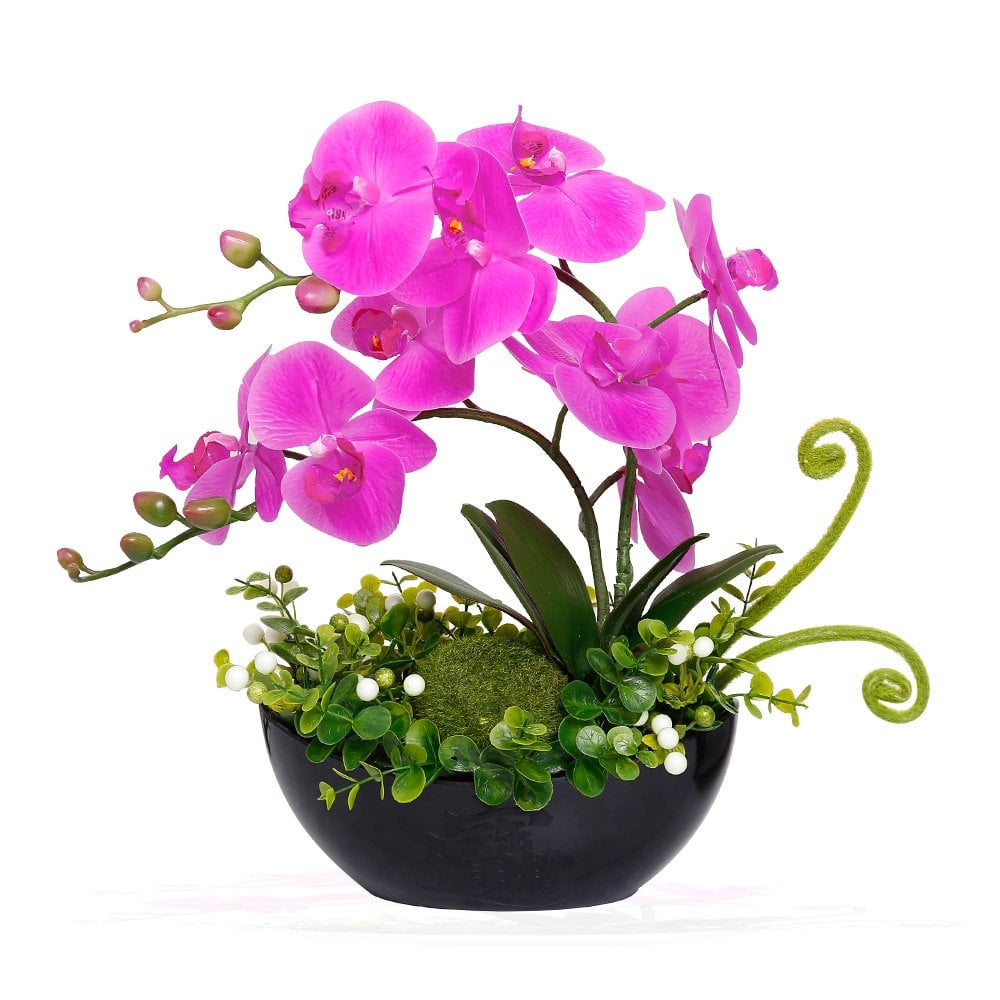 Phalaenopsis Flowers Arrangement Orchid Plants Bonsai