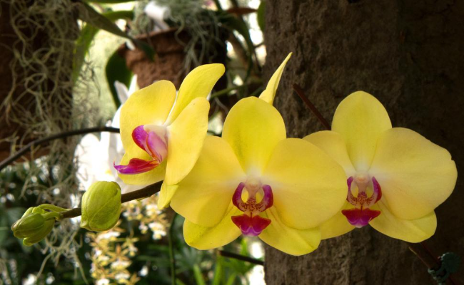 Phalaenopsis Moth Orchid Yellow (1)