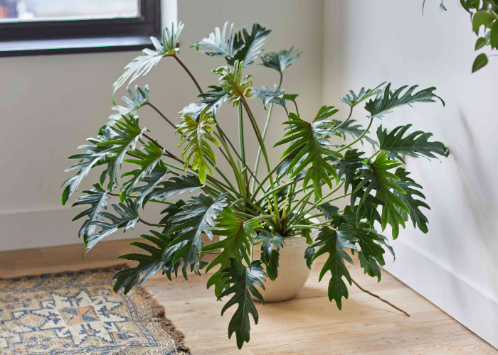 _Philodendron (1)