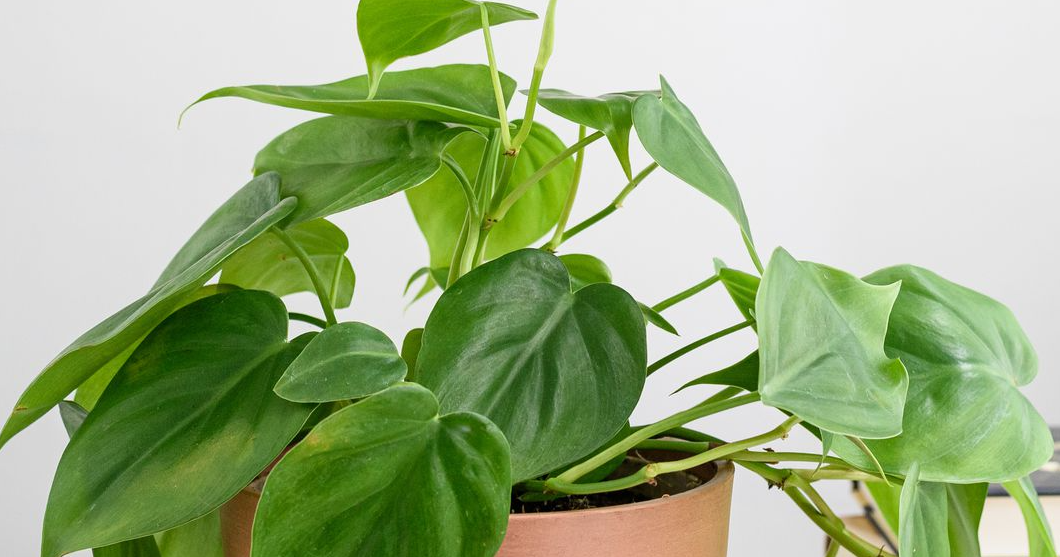 Philodendron