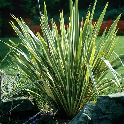 Phormium