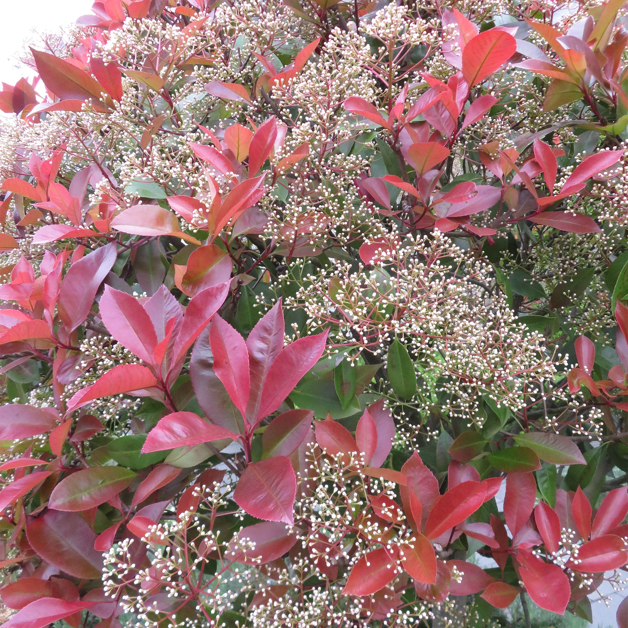 Photinia Red Robin- An Overview .jpg