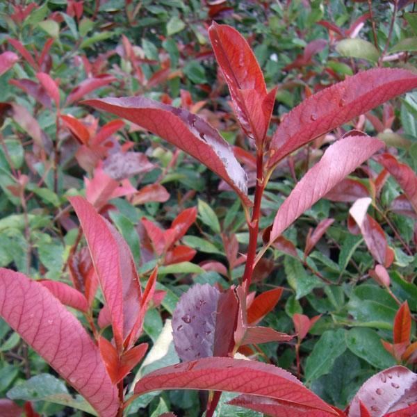 What is Photinia ‘Red Robin